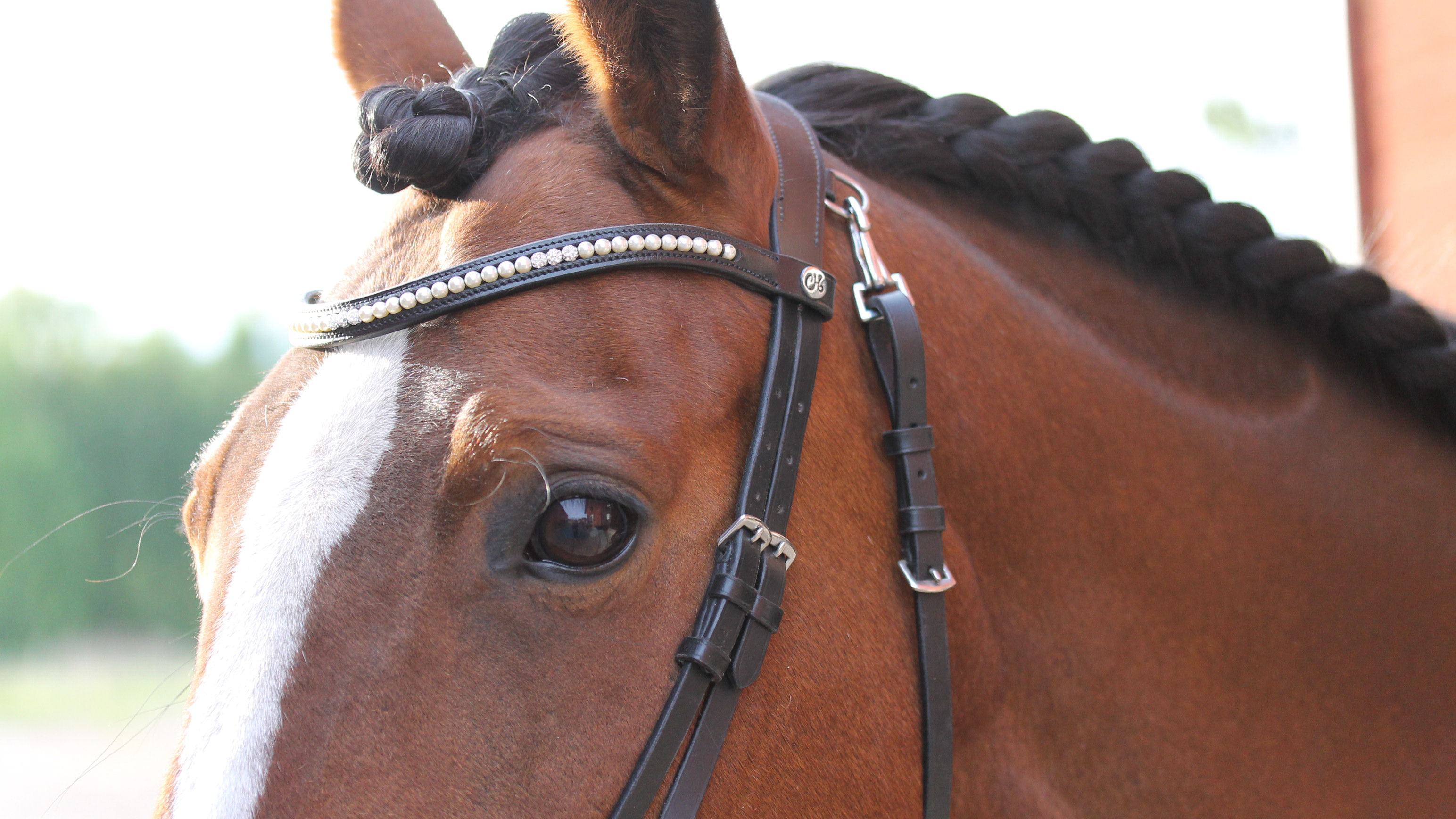 Foto av en brun ponny med träns och fläta.