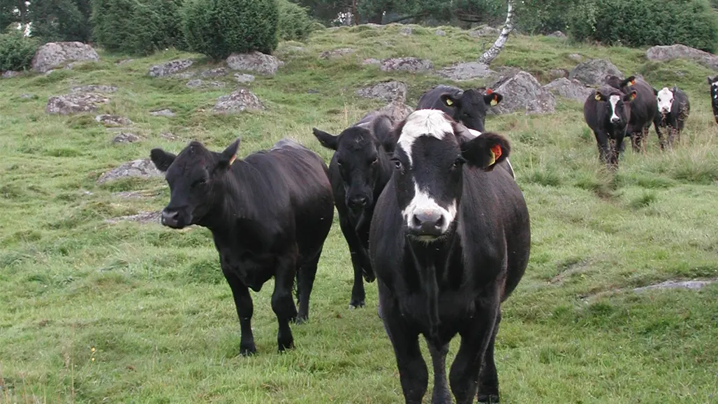 Svarta anguskvigor på naturbete.