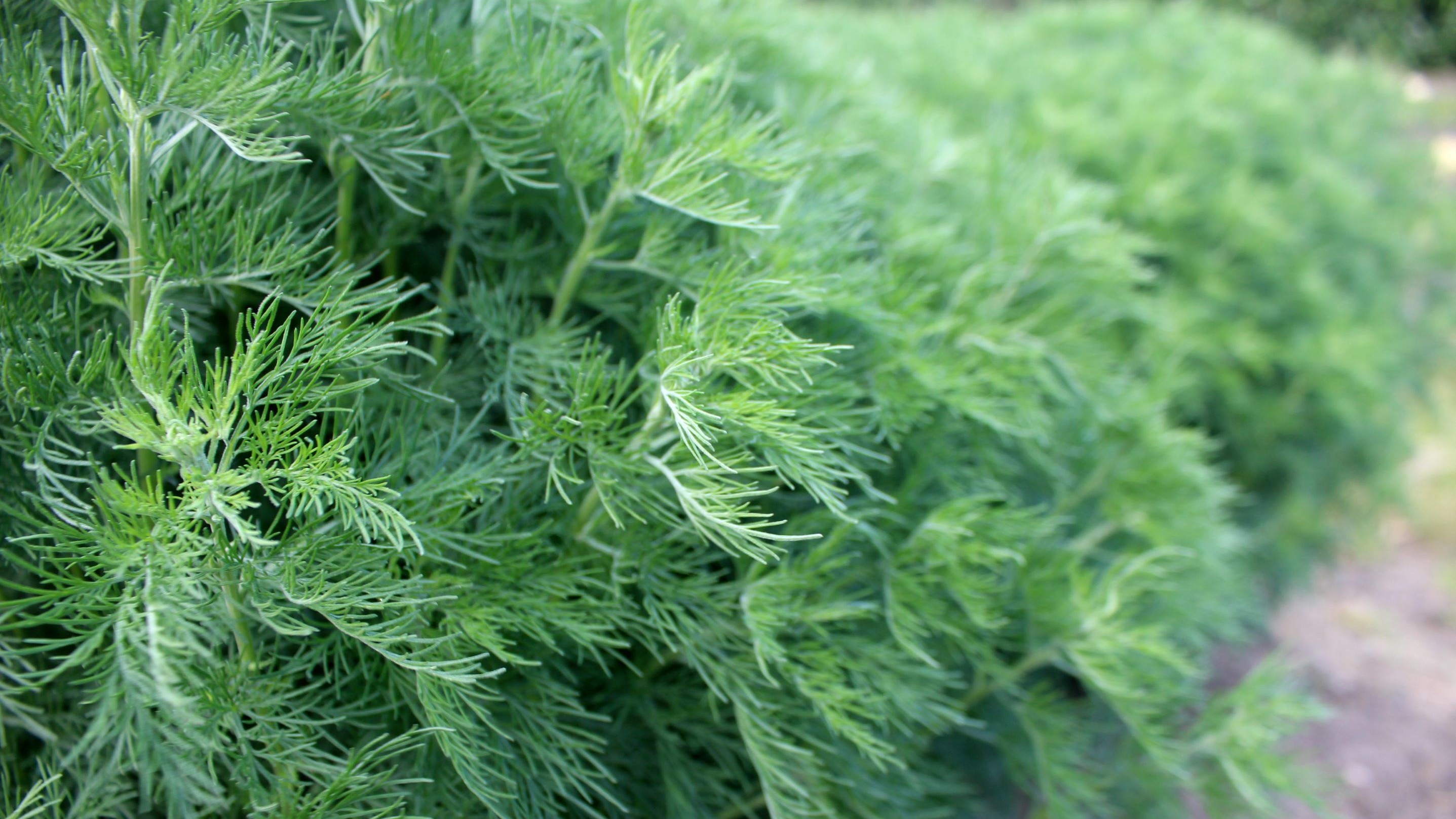 Närbild av det dilliknande bladverket hos åbrodd. 