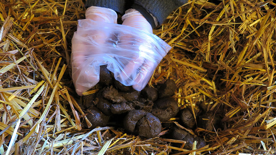 Två händer i handskar plockar upp hästbajs i en plastpåse i en halmad box.