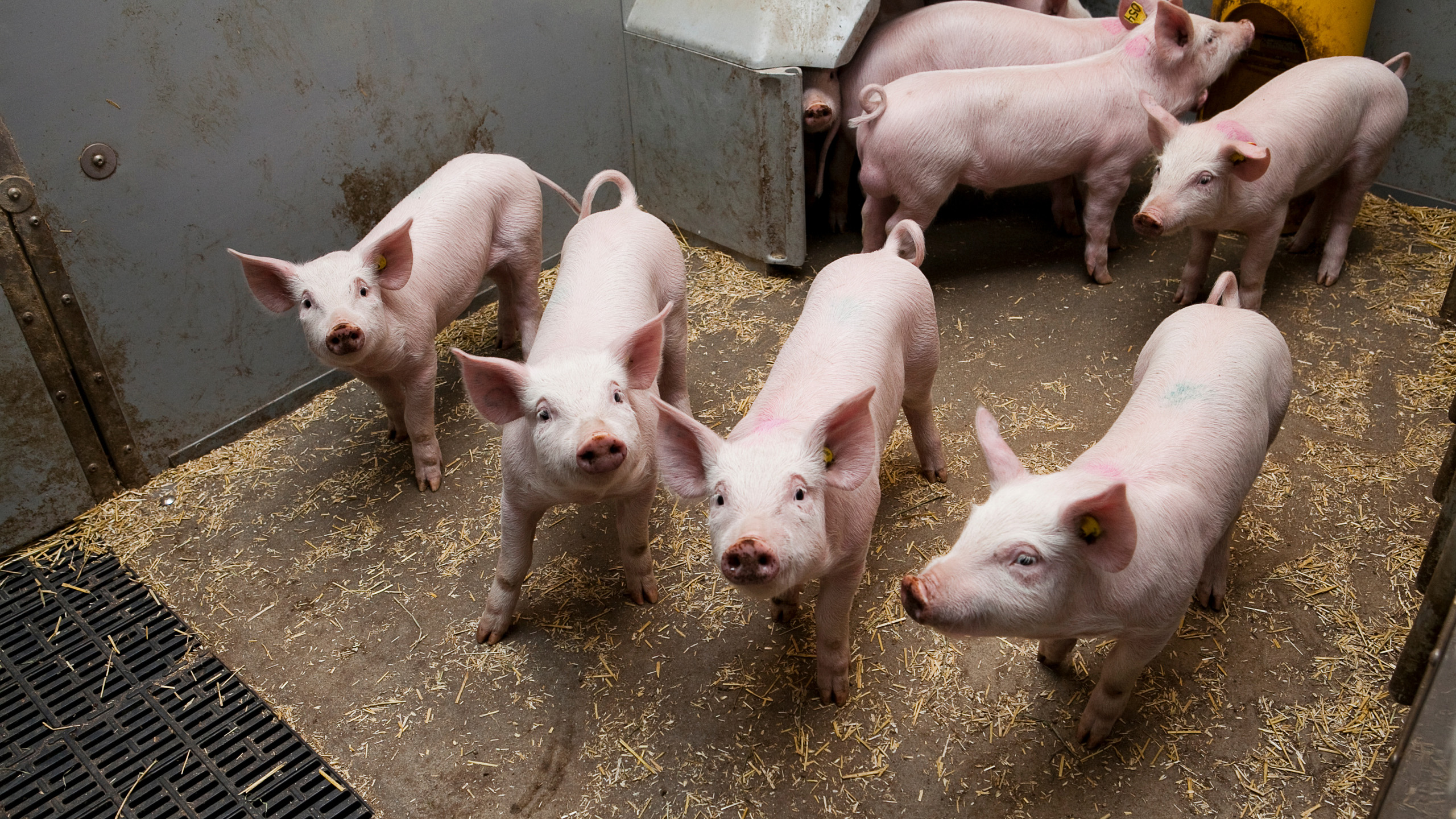 En grupp unga grisar i en box. 