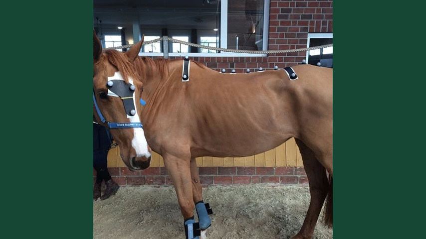 Foto av en stillastående häst i ridhusmiljö iklädd mätutrustning. 