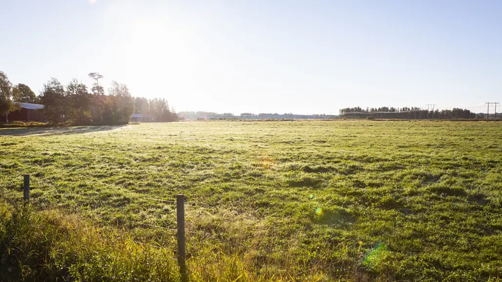 Betesmark vid försöksladugården Röbäcksdalen