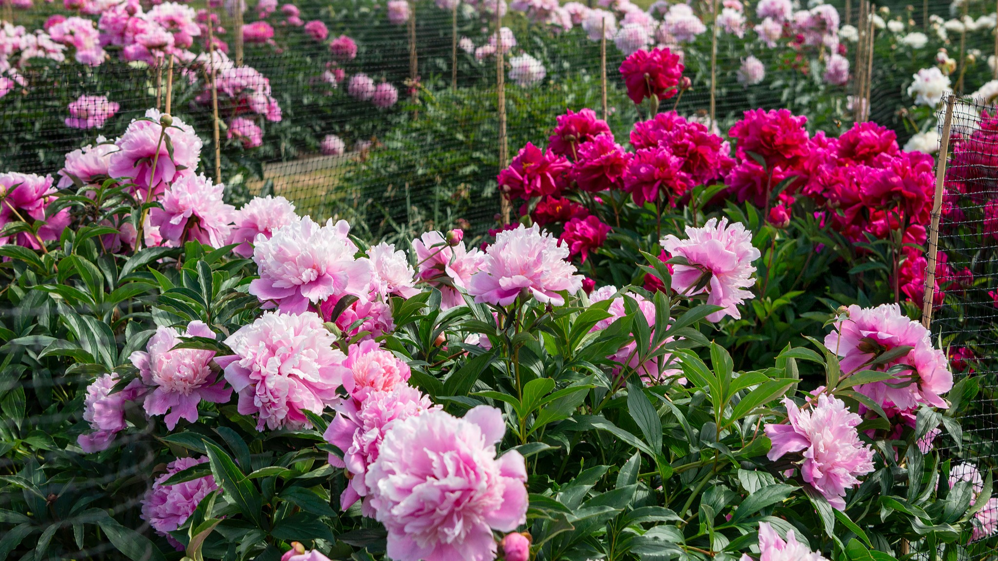 En närbild av luktpionerna i Nationella genbanken. Längst fram växer rosa luktpioner och bakom dem en mörkt rosa sort. 