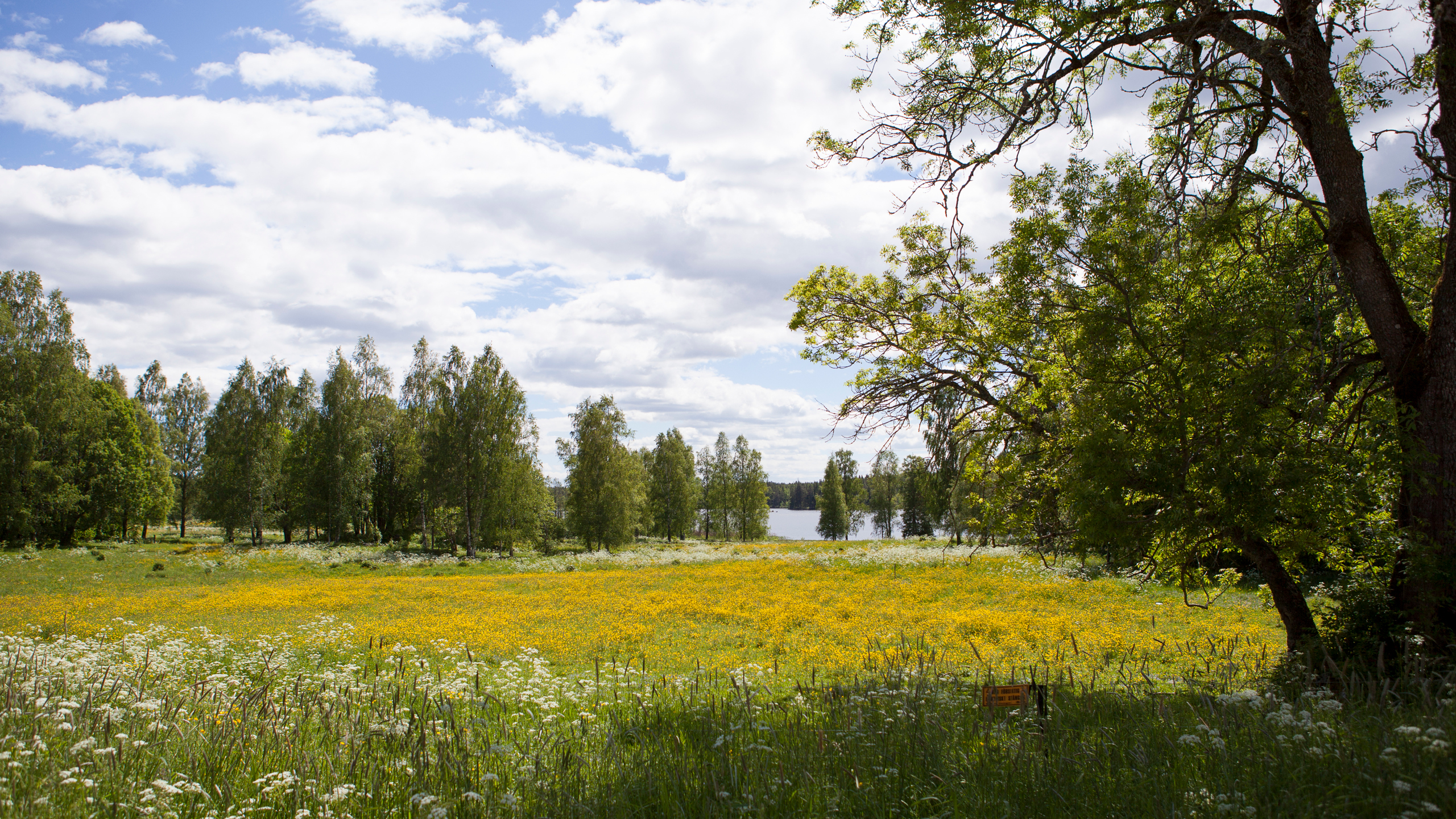  Utsikt över Bysjön från Grimsö forskningsstation. 
