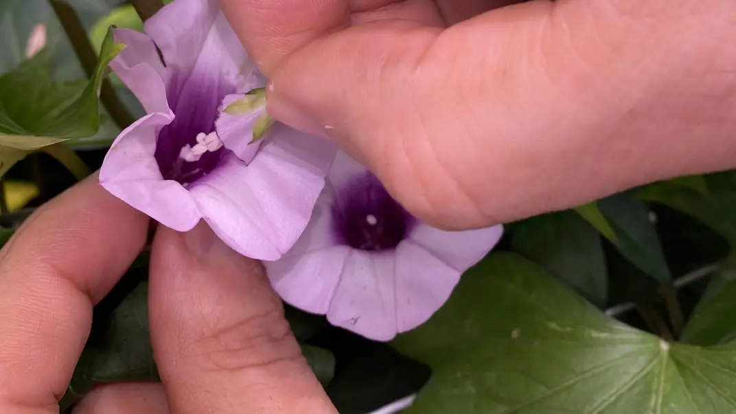 Pollination