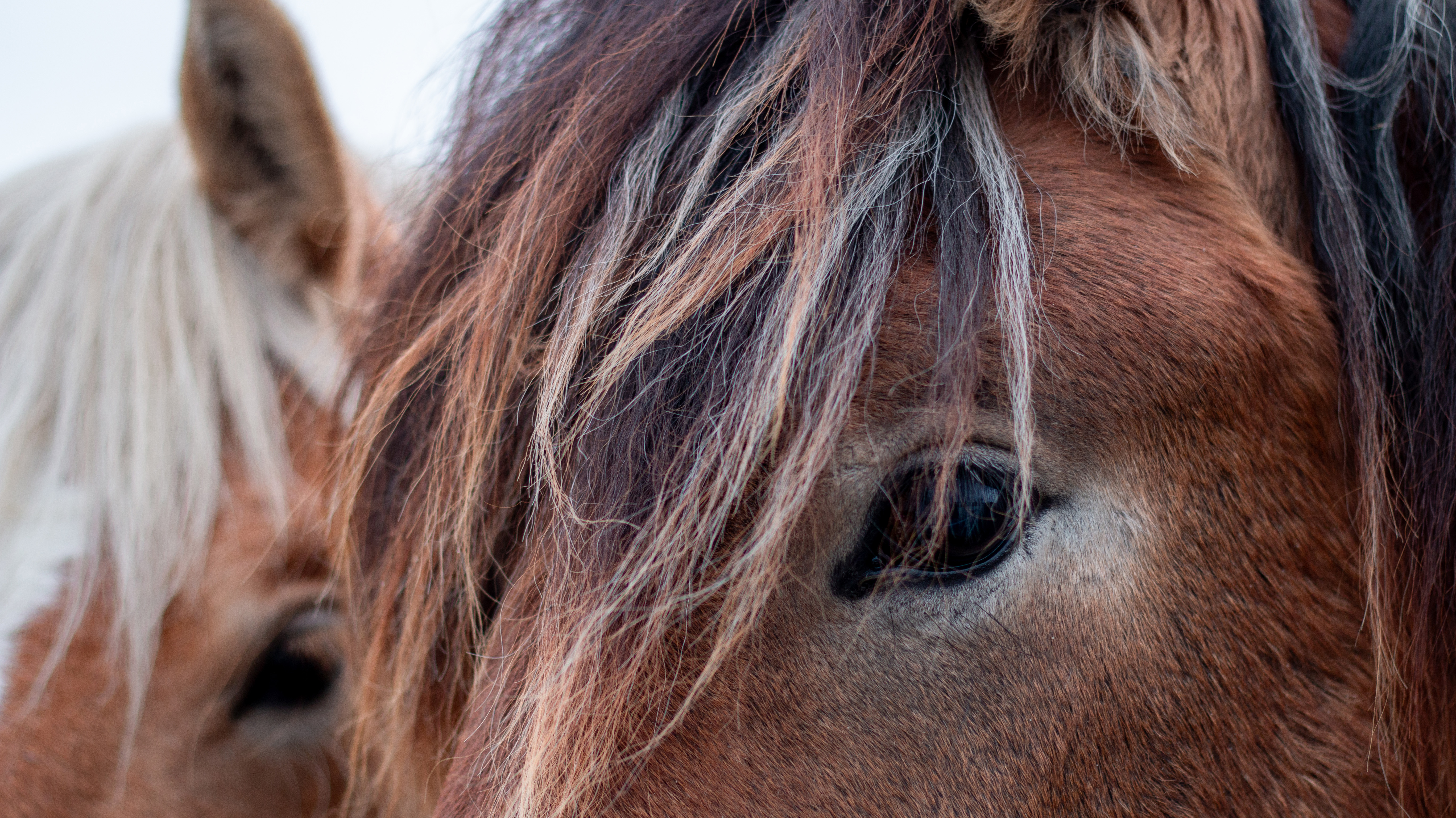 Close-up of the eyes of two brown horses.