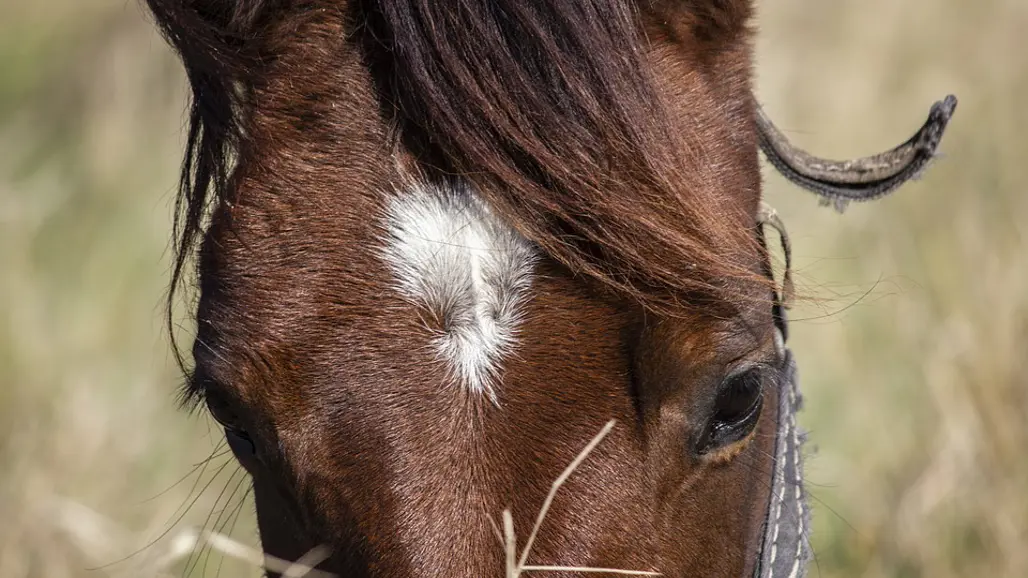eyes-of-horse-grazing