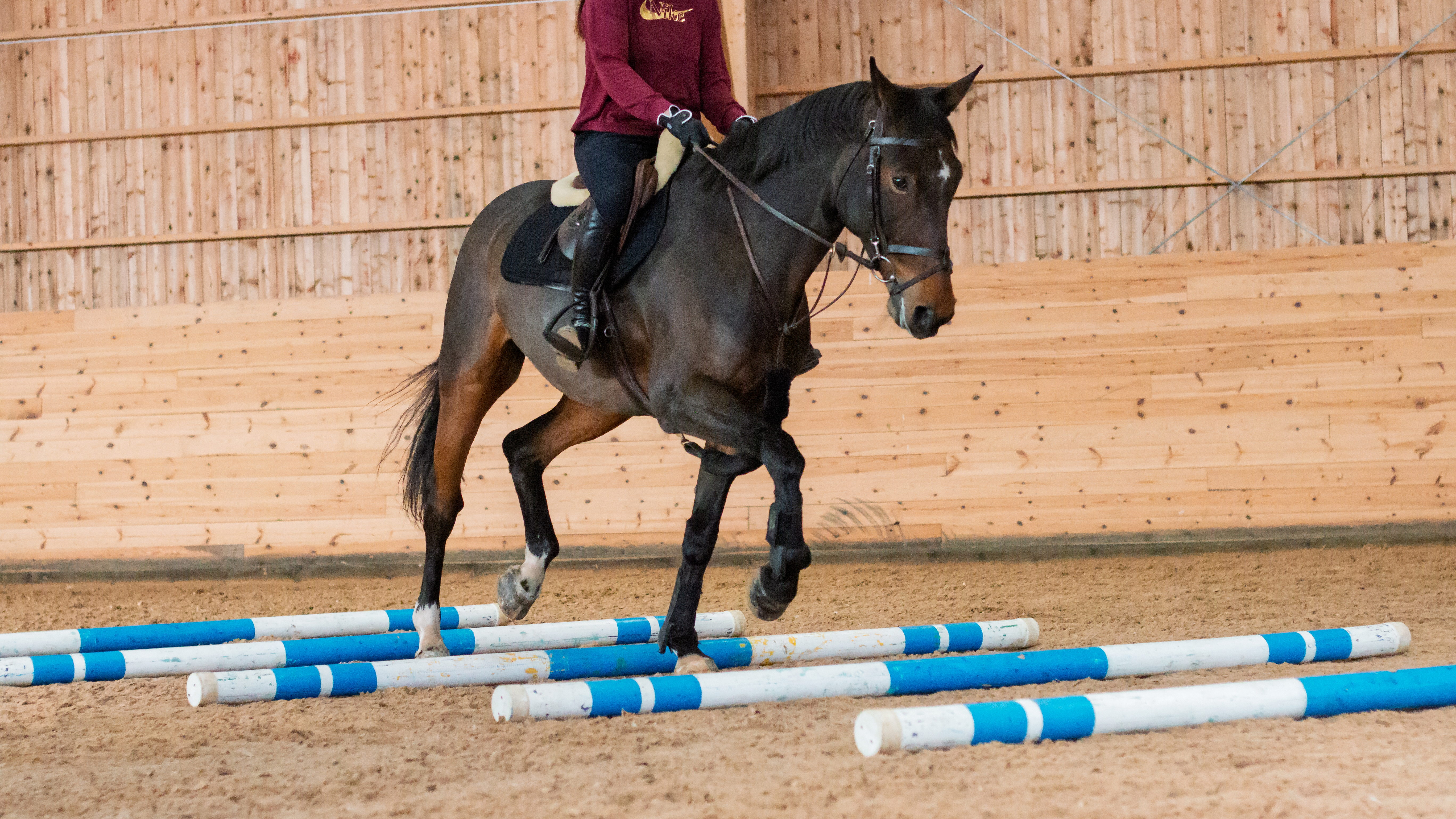 Foto av en häst som travar över bommar på marken med ryttare på ryggen.