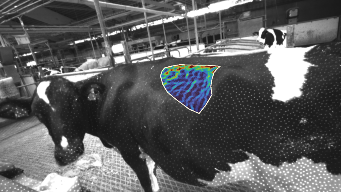 Fotografi av en ko vid det svenska lantbruksforskningscentret (Lövsta)