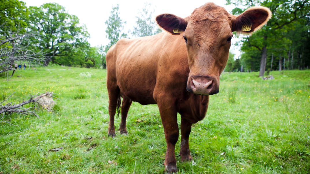 Brown cow on a lawn.