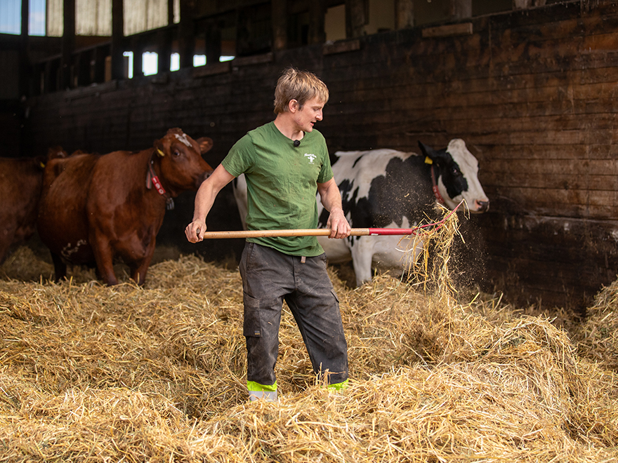 Foto på en person i en ladugård.