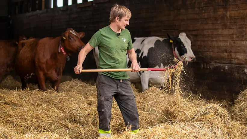 Foto på en person i en ladugård.
