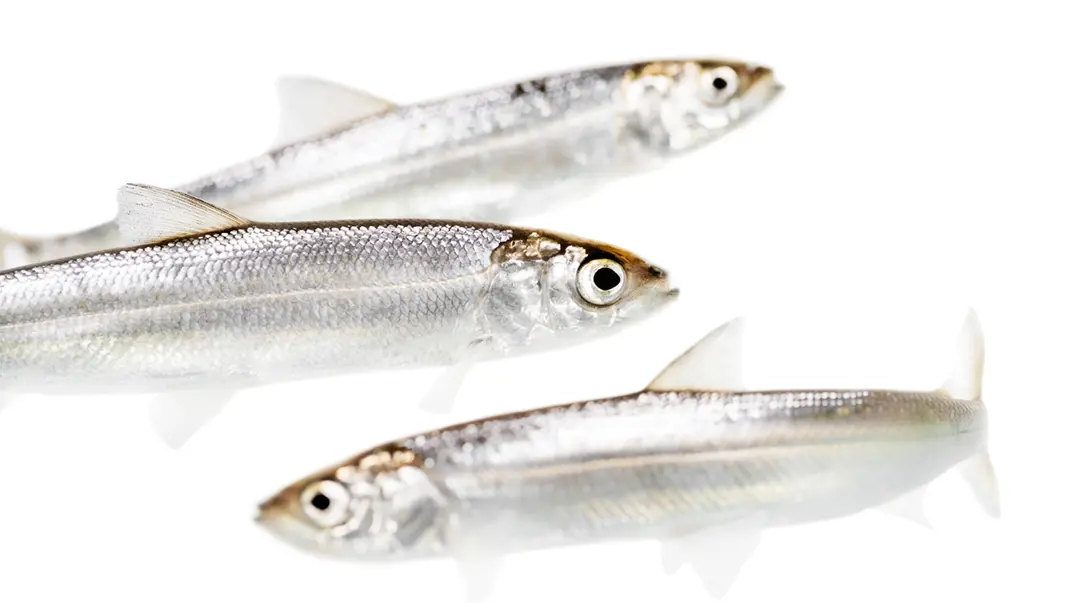 Three fishes