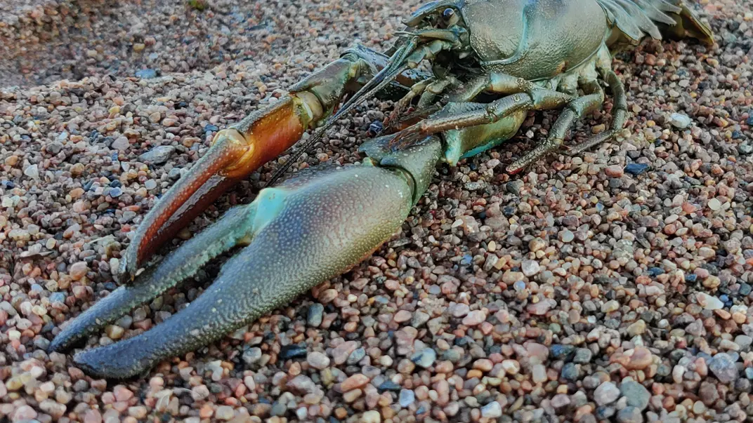 Kräfta på strand