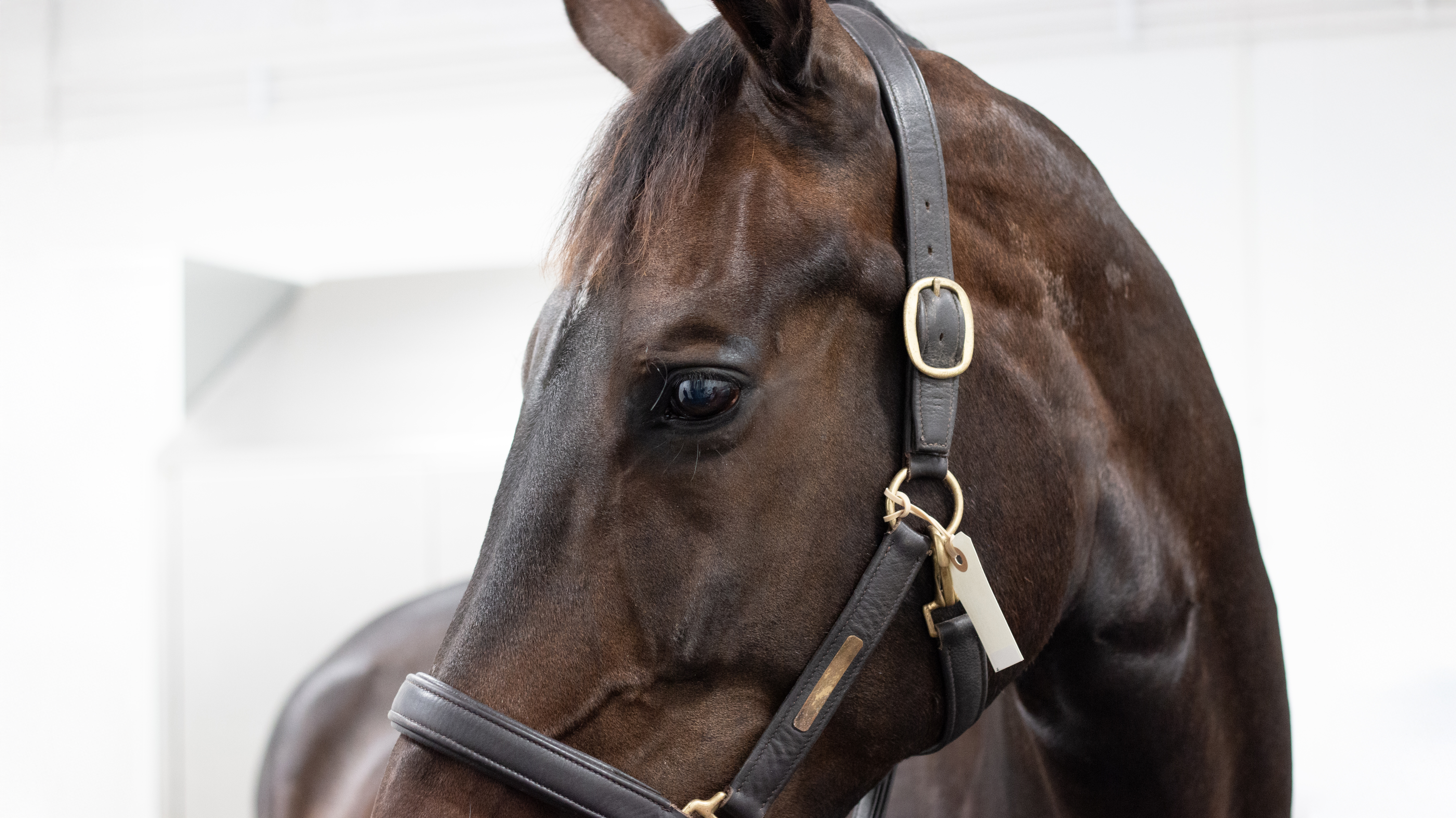 Foto av ansiktet av en brun varmblodshäst på veterinärklinik. 
