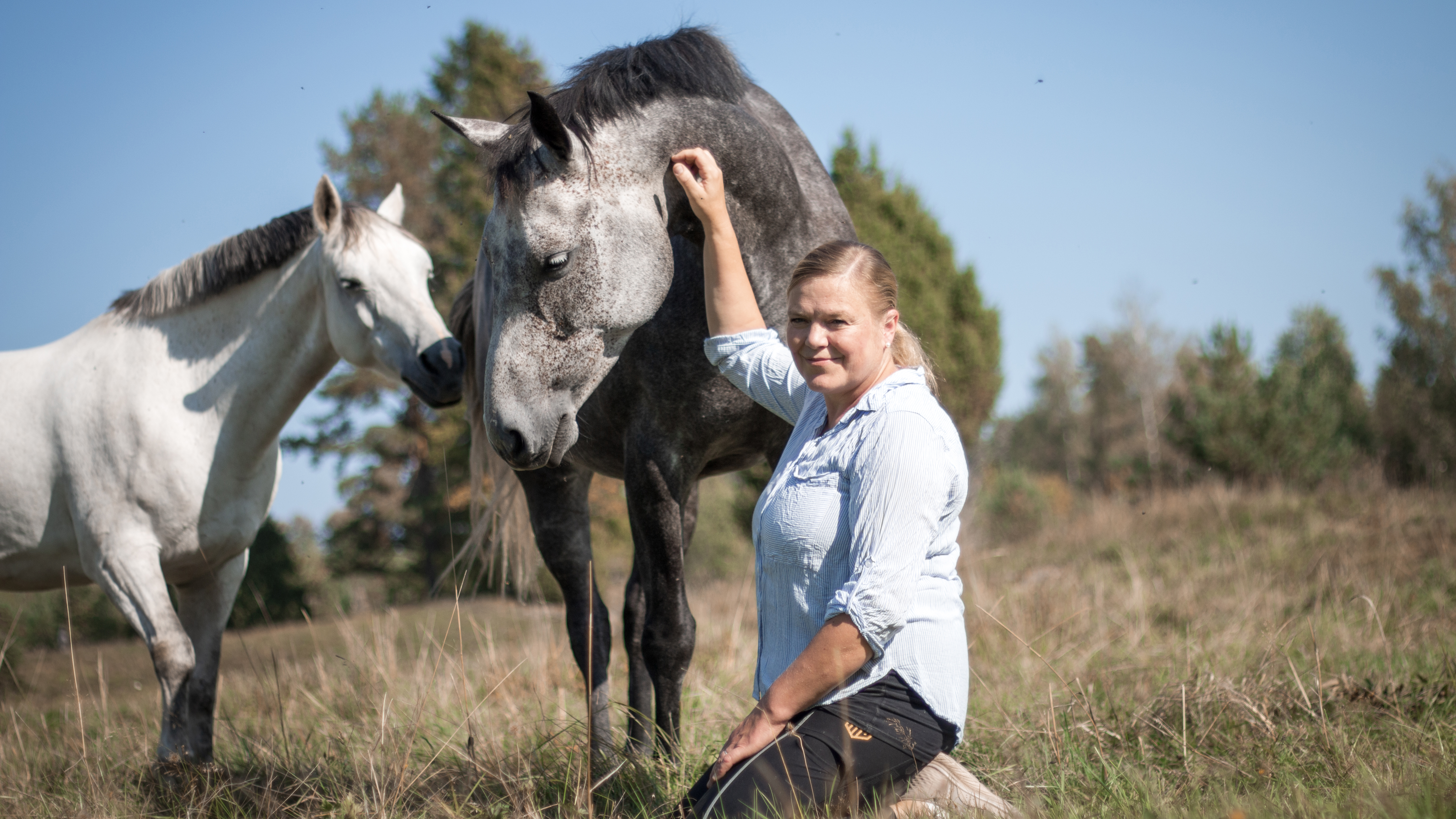 Foto av en kvinna (Miia Riihimäki, SLU) som sitter i en hästhage omgiven av två ljusa hästar under sen sommar.