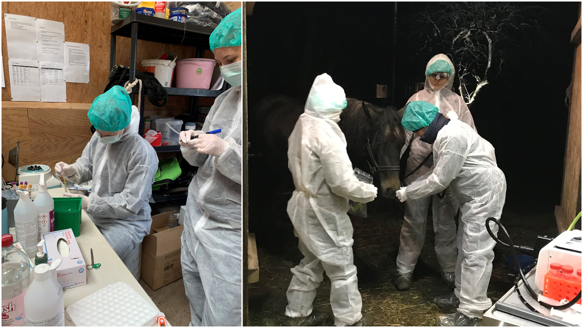 Kollage med två bilder, båda av veterinärer som under mörka kvällar arbetar med att provta hästar för sjukdomen kvarka ute i stall.