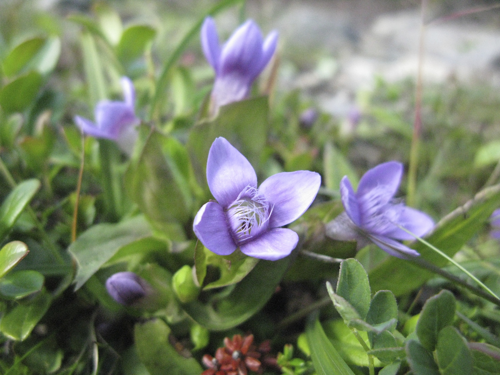 En låg växt med violetta blommor växer nära marken bland gröna blad. Blommorna har flera ovala kronblad och ljusa trådlika strukturer i mitten. Runtom växer tätt med små blad och stjälkar, och bakgrunden är svagt suddig. Foto