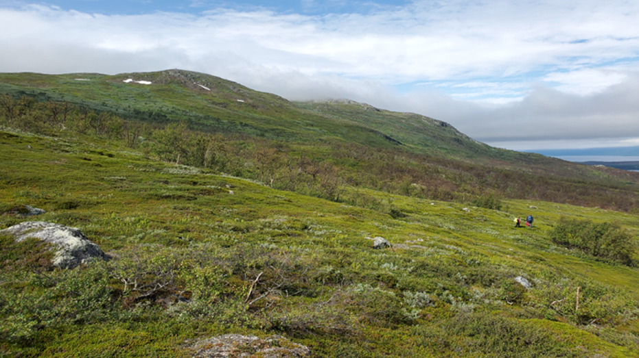 The Abisko tundra during the summer, just above the tree line. Photo: Kohsuke Tanigawa, SLU.