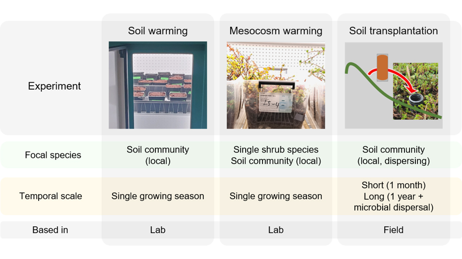 A combination of lab and field observations were used to investigate the effects of warming above and below ground. Figure: Kohsuke Tanigawa, SLU.