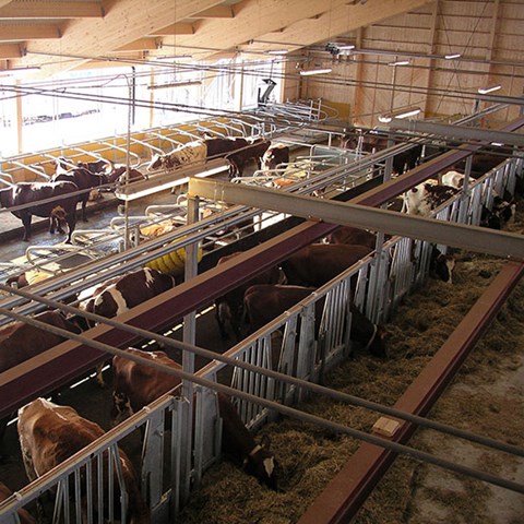 Kor i lösdriftslagården på SLU Röbäcksdalen