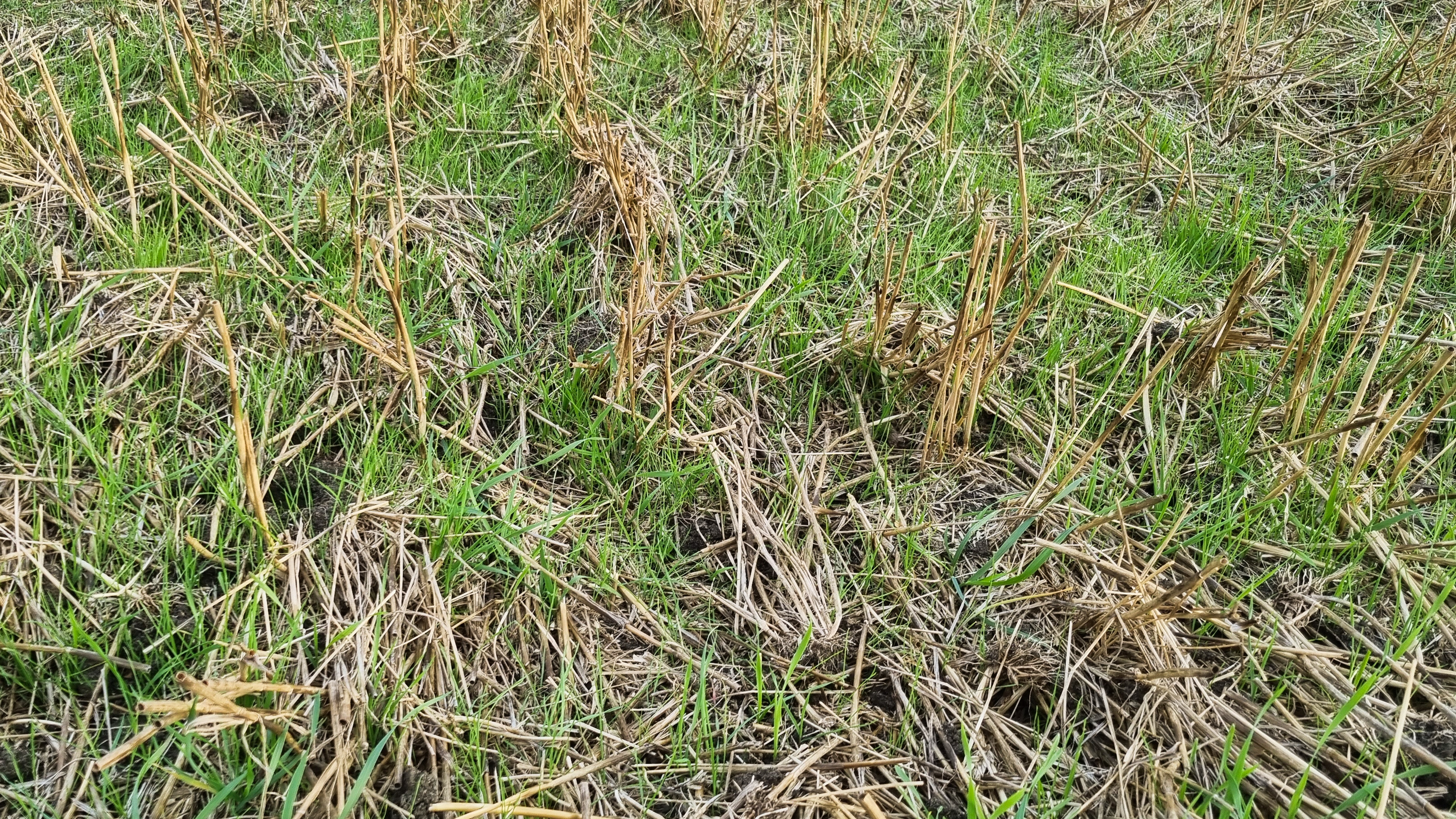 Gräsogräset renkavle i stubbåker