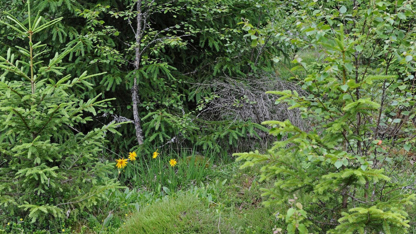 Blommande växt med gula korgblommor i en tät skogsmiljö med unga barrträd och lövbuskar.