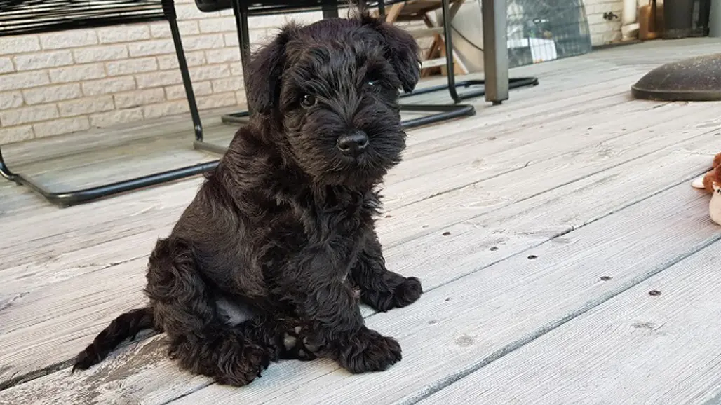 En svart dvärgschnauzer-valp (Molly) sitter ute på en altan.