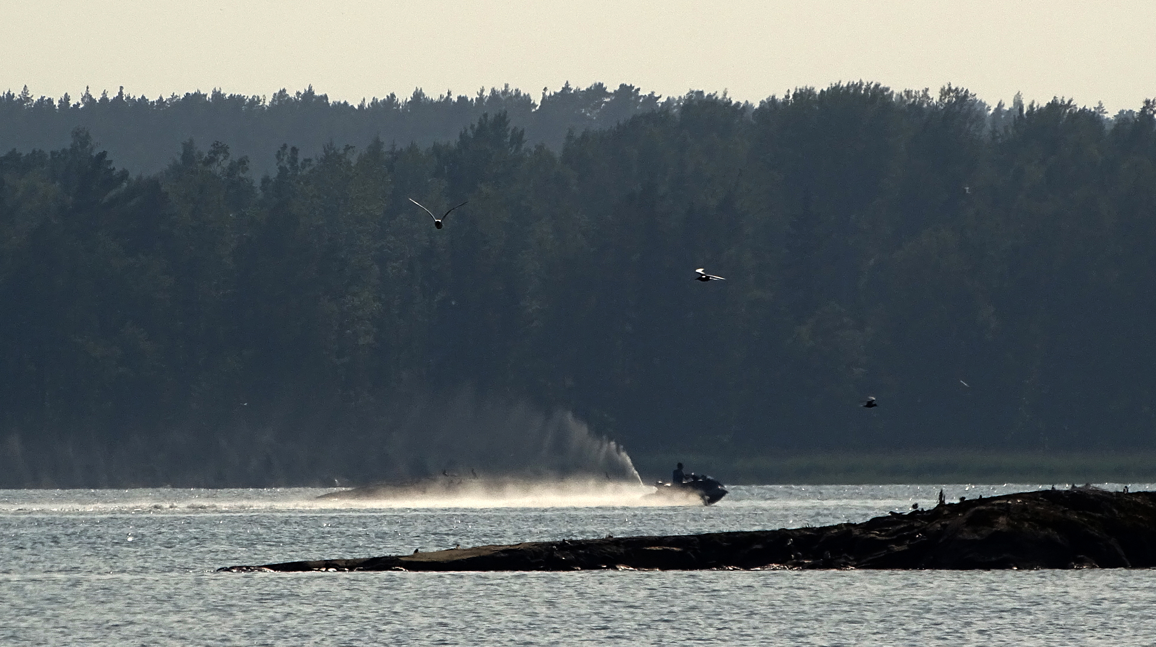 Vattenskoter i Oxelösunds skärgård. Fotograf: Håkan Tunón