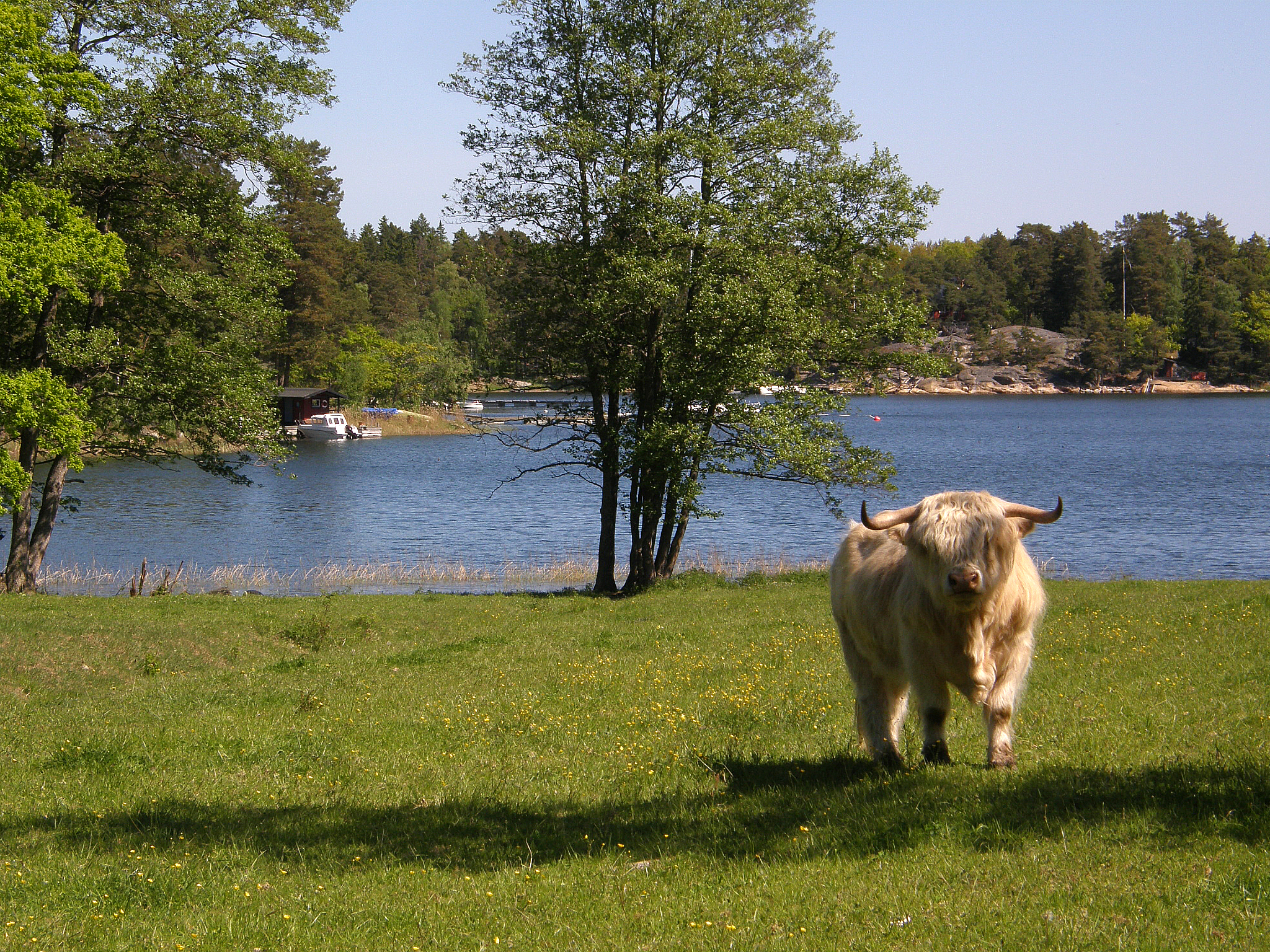 Skotsk höglandsboskap är bra på att beta buskar och grövre bete. Fotograf: Håkan Tunón.