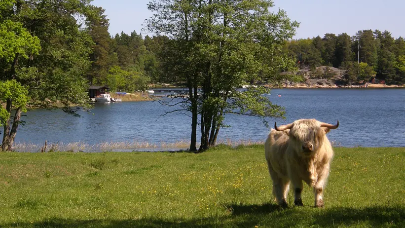 Skotsk höglandsboskap är bra på att beta buskar och grövre bete. Fotograf: Håkan Tunón.