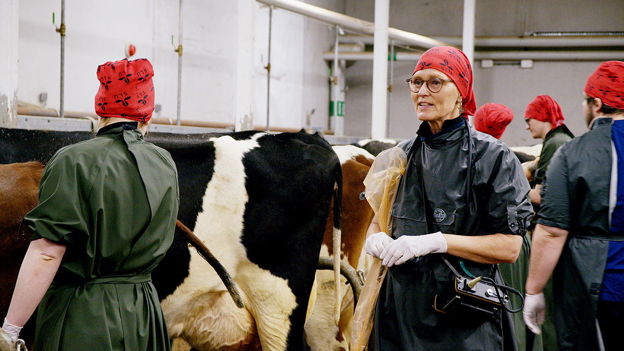 Renée Båge med veterinärstudenter på SLU Lövsta lantbruksforskning