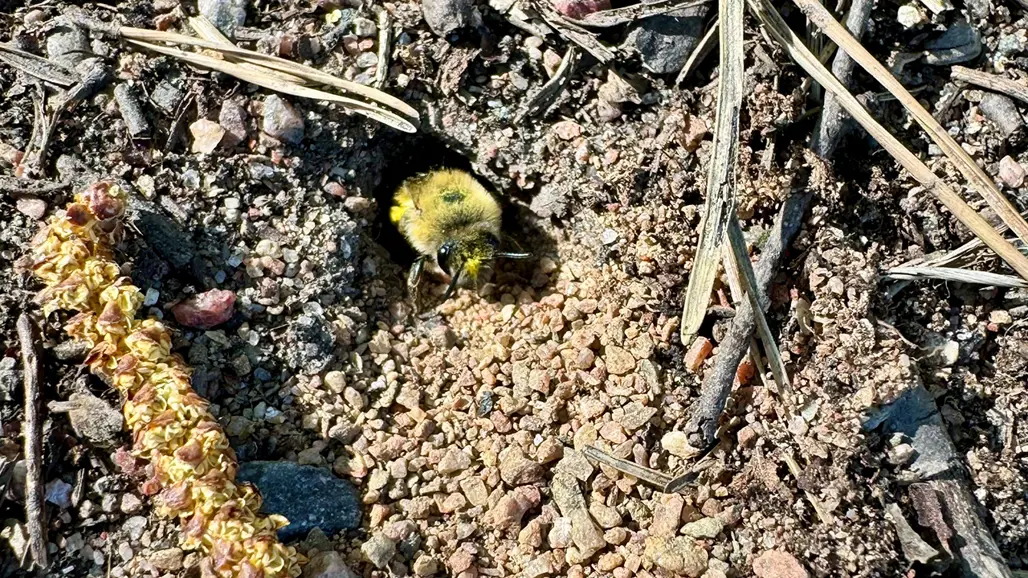 Bi tittar ut från sandhög