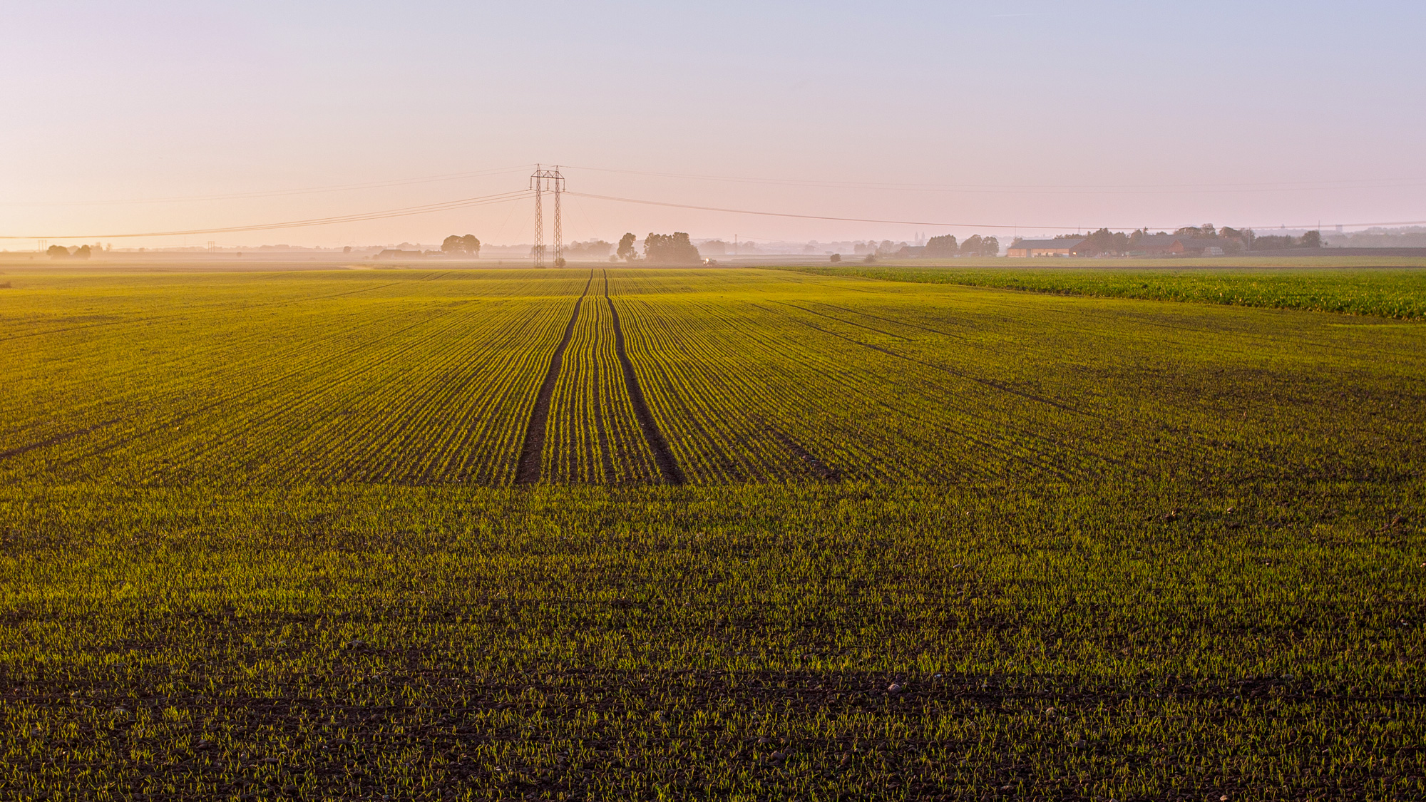 A wheat field. Photo.