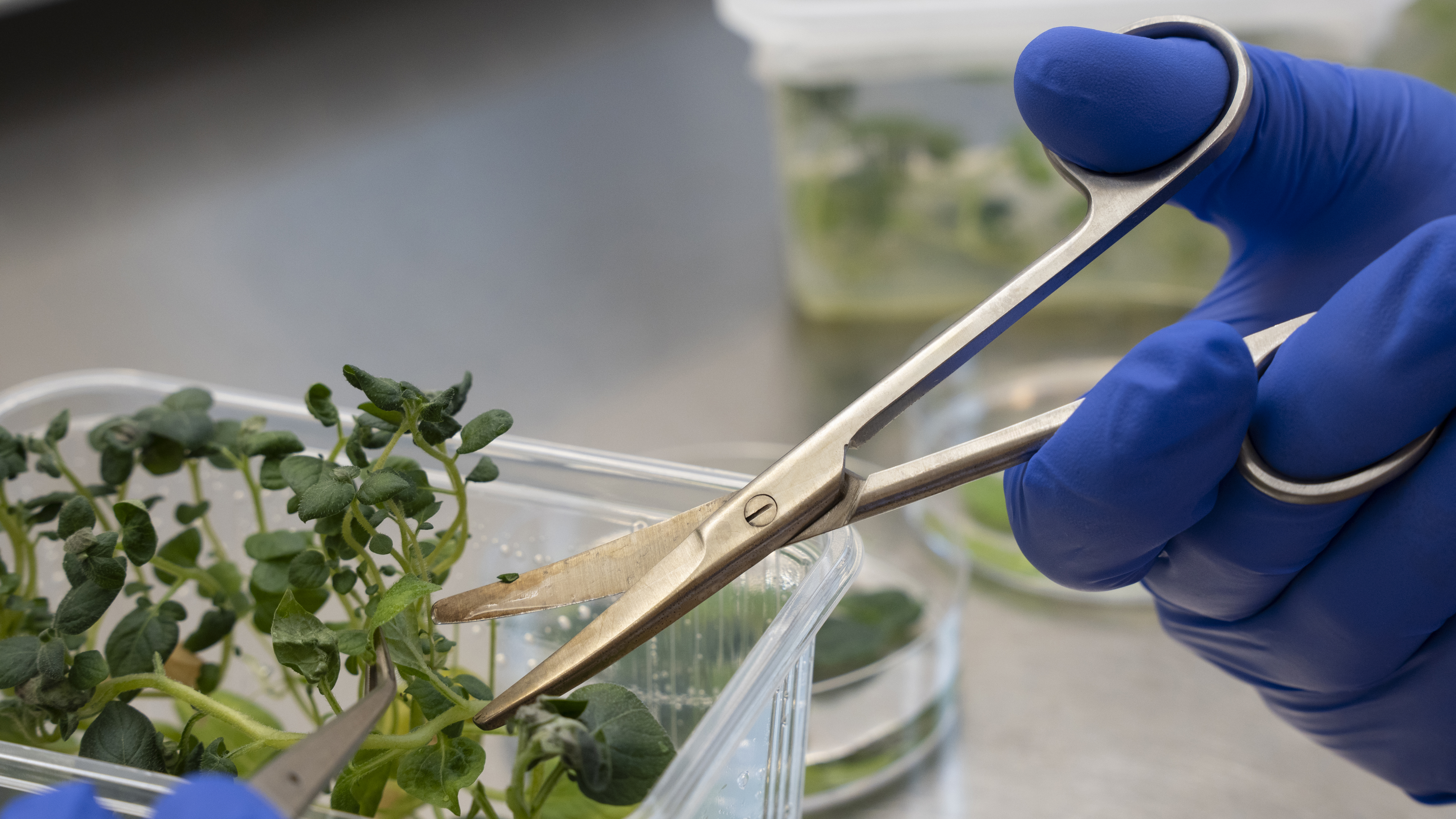 A potato leaf is cut as a step in CRISPR process