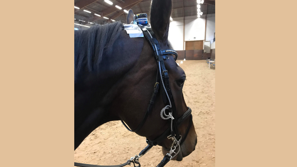 Närbild på en hästs huvud.