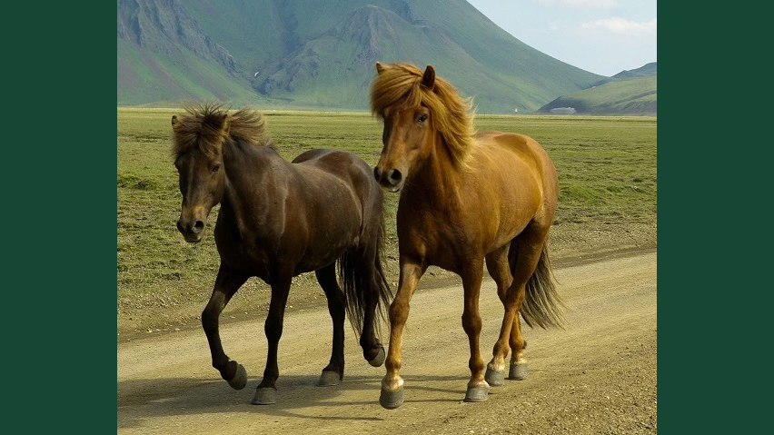 Foto av islandshästar som rör sig i varm och karg utomhusmiljö.