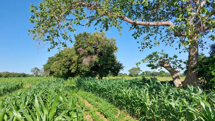 A field with maize and groundnut intercropping.
