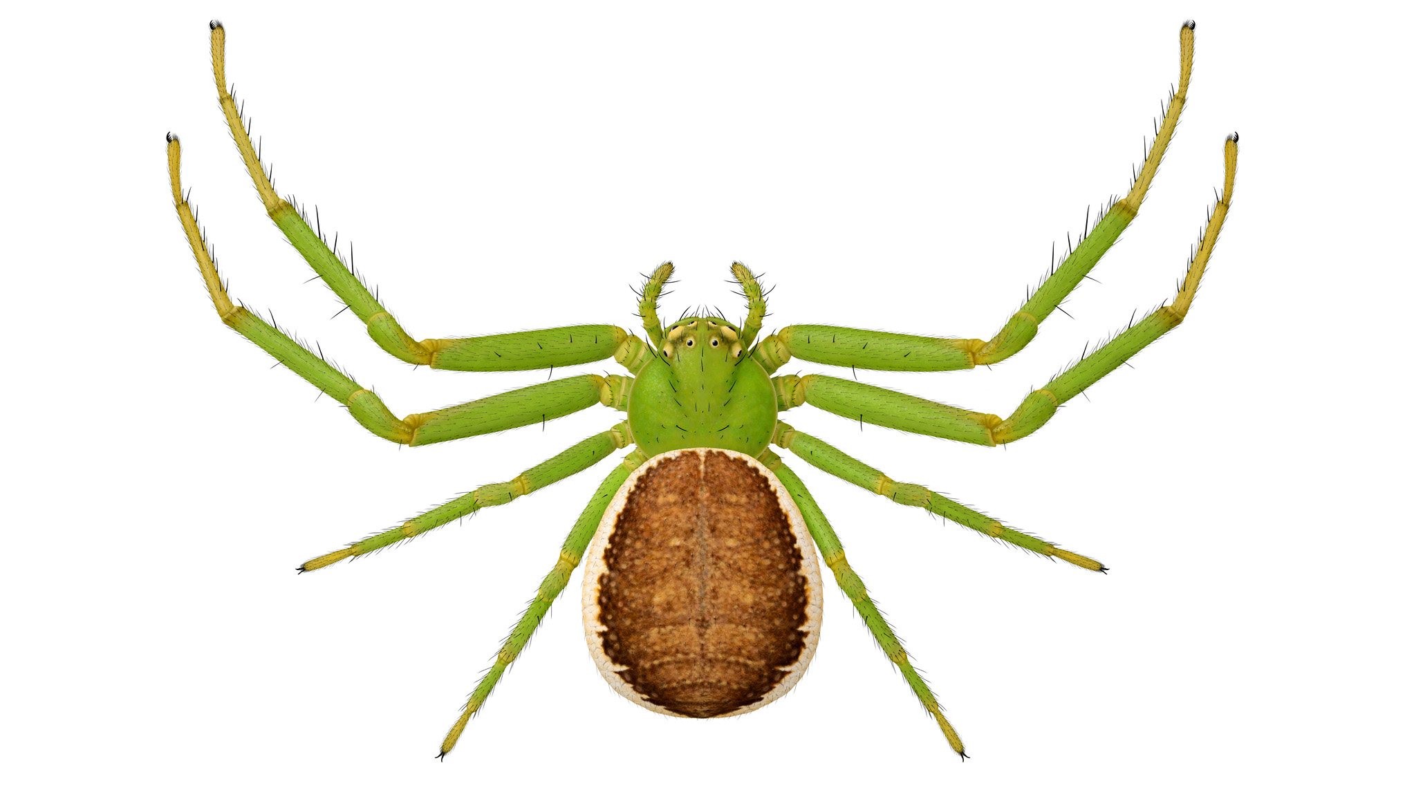 Krabbspindel med grön framkropp och gröna ben. Bakkroppen är brun och rosabeige. Illustration