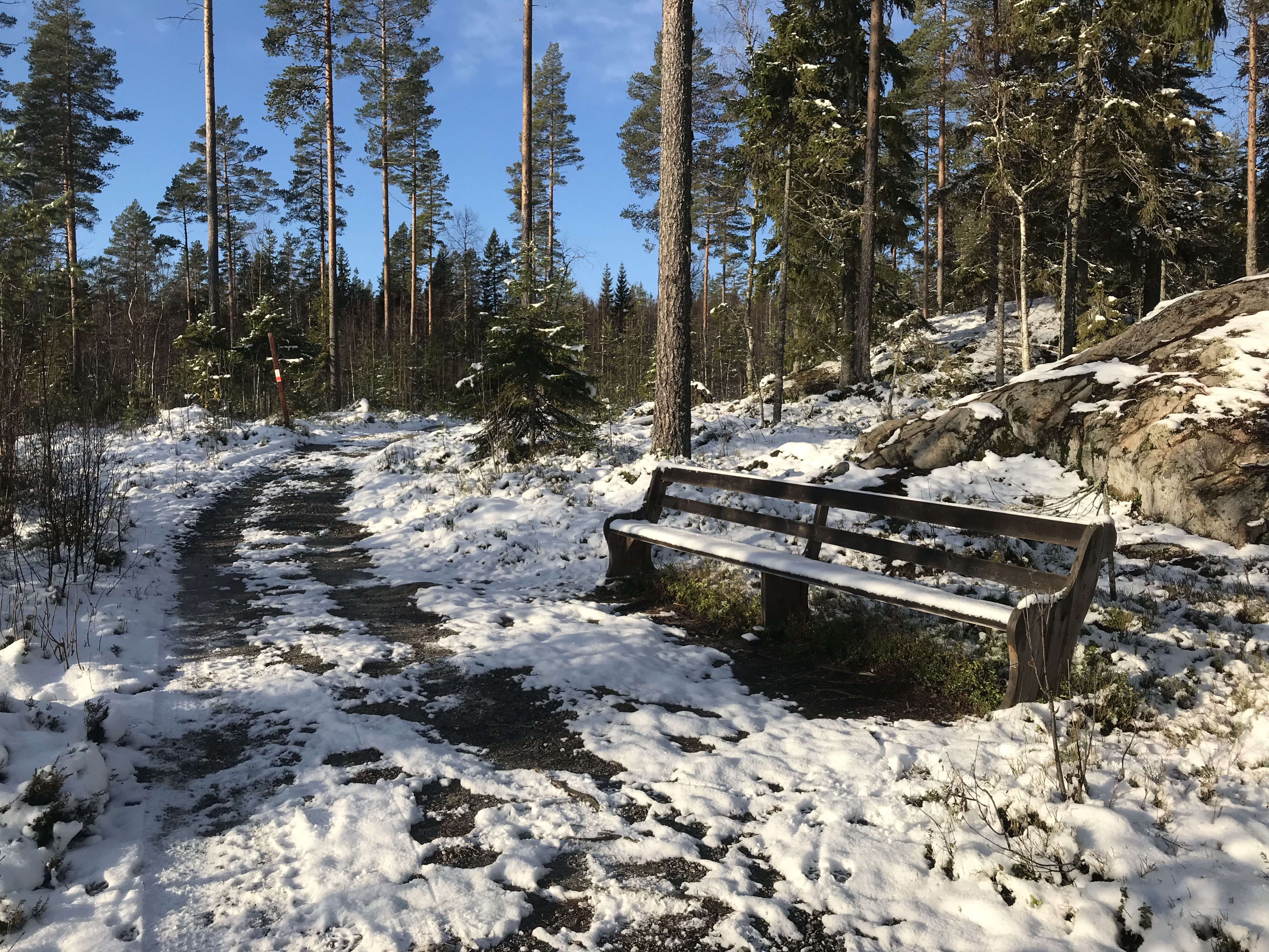 En bänk i en skog