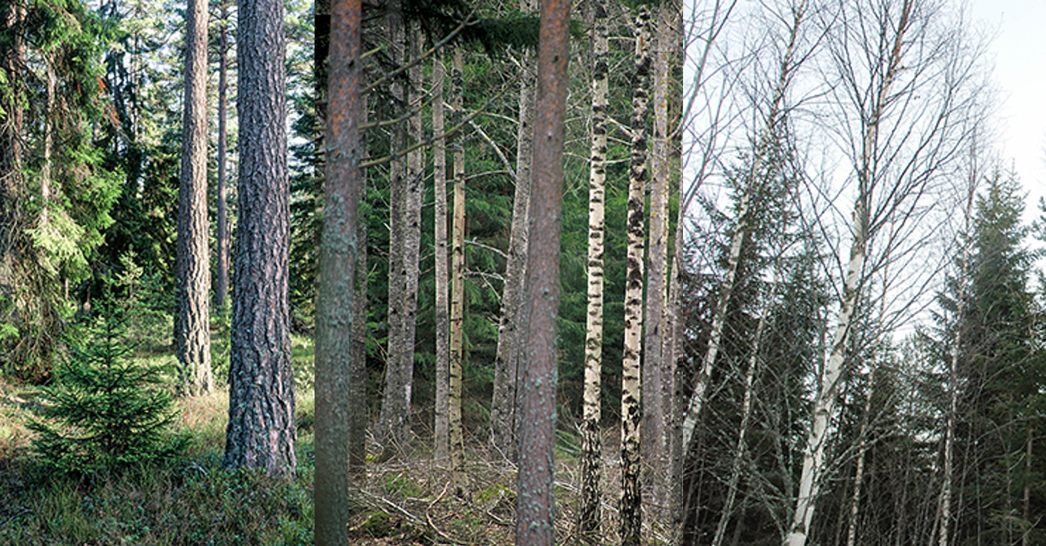 Bilden visar olika typer av skogar