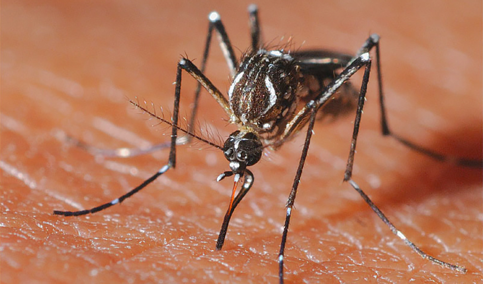 Photo of a female mosquito sucking blood.
