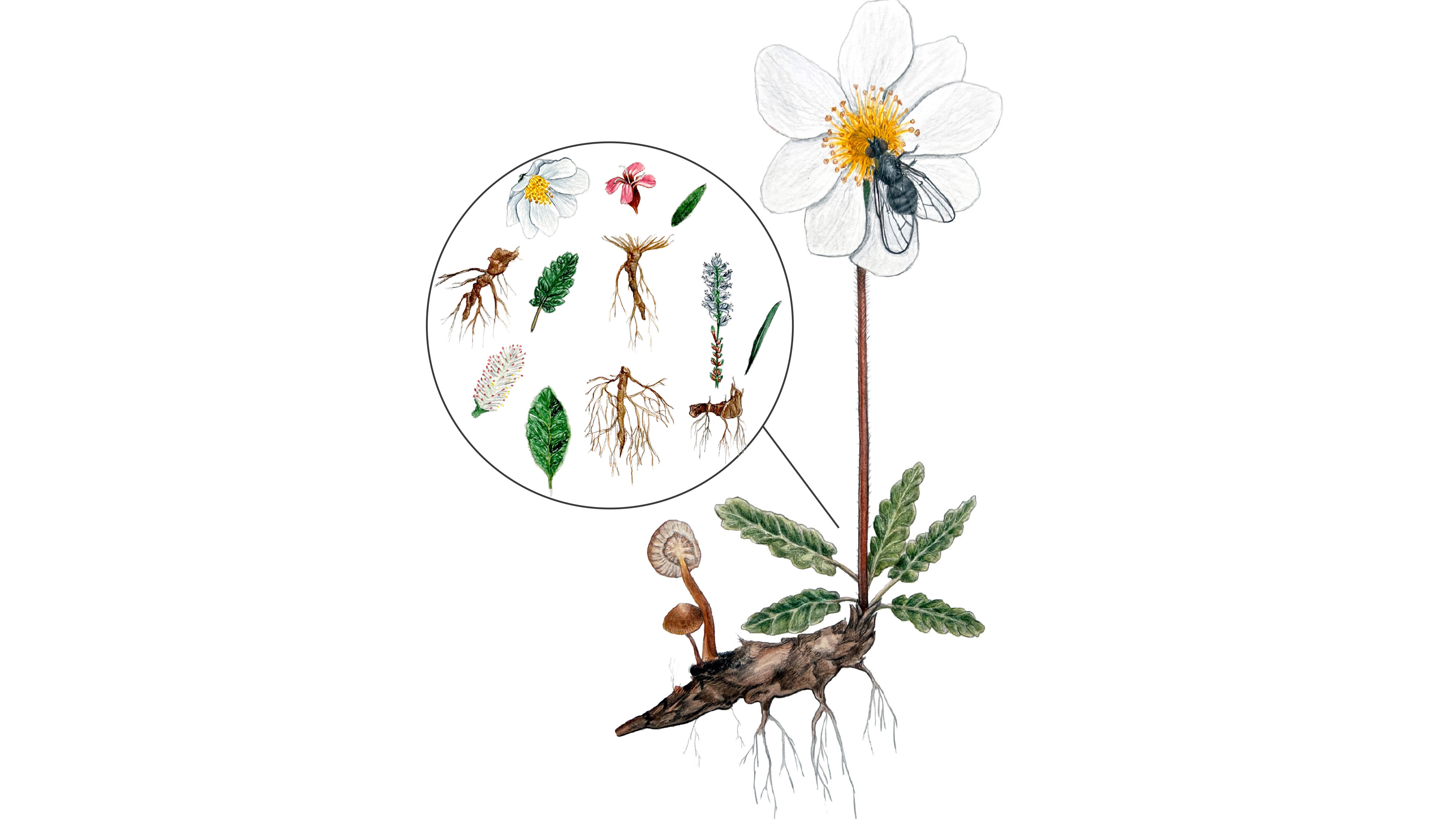 Illustration med blomma fluga och svampar.