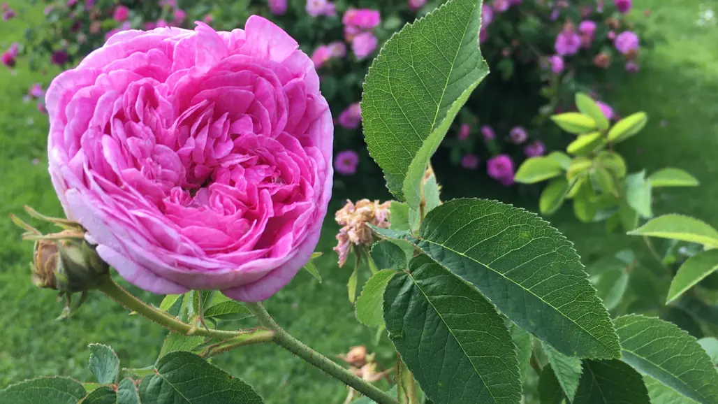 Närbild av en rosa ros av sorten 'Gloire de France'.