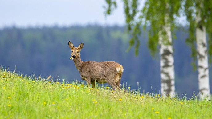 Deer in a green field.