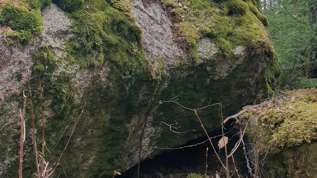 En stor mossbeklädd sten i en skogsmiljö. Stenen har en grottliknande öppning vid basen, omgiven av nakna grenar och växtlighet. Området runt omkring är frodigt med grönska och träd. Foto.