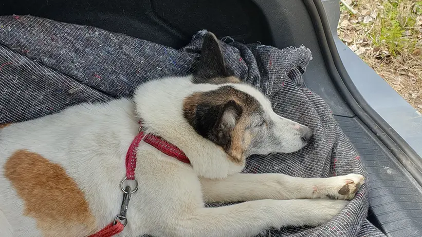 En vit och brun hund med röd sele ligger på en grå filt i det öppna bagageutrymmet på en bil. Hunden verkar vila eller sova. I bakgrunden syns gräs och träd i en utomhusmiljö. Foto.