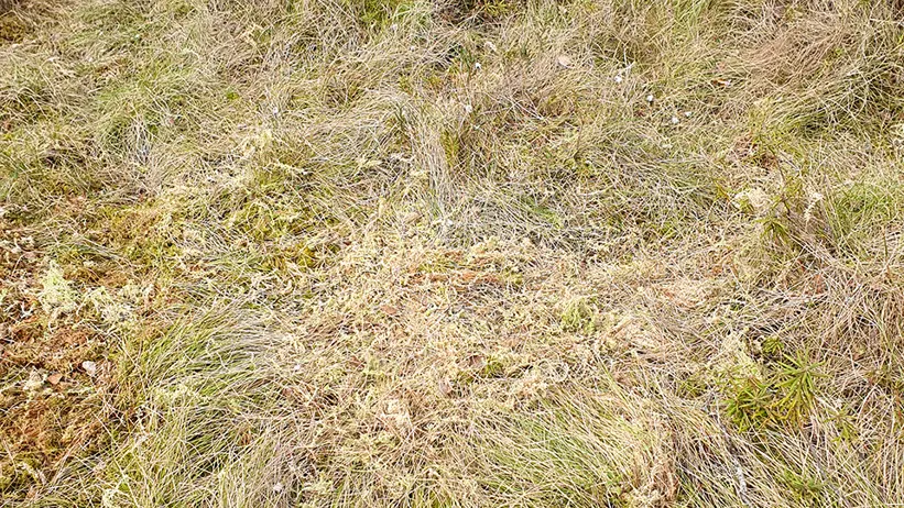 Ett område med ojämn mark täckt av torrt, brunaktigt gräs och viss grön växtlighet. Små buskar och unga träd är utspridda i landskapet, och en trädstam syns i bakgrunden. Miljön verkar vara en del av en skog eller äng. Foto.