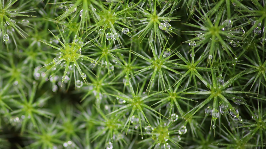 Moss close up